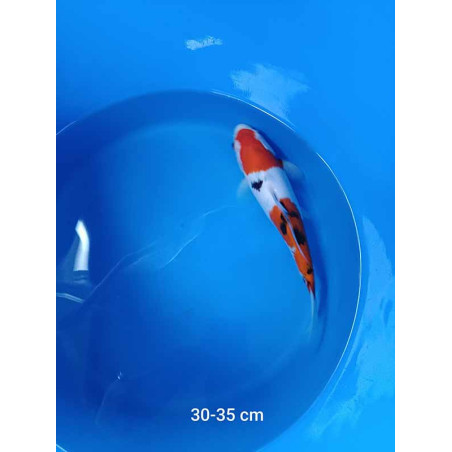 koi selection 30-35cm