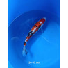 koi selection 30-35cm