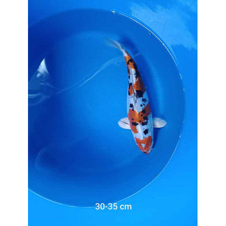 koi selection 30-35cm