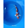 koi selection 30-35cm
