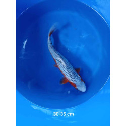 koi selection 30-35cm