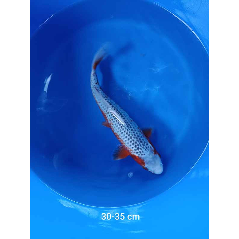 koi selection 30-35cm