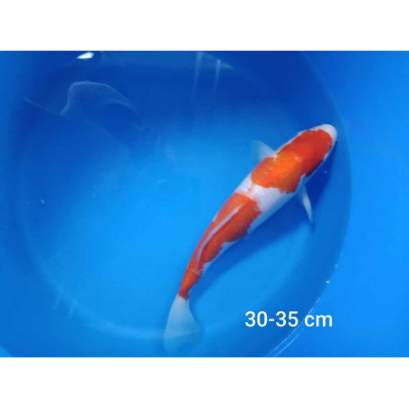 koi selection 30-35cm