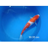 koi selection 30-35cm
