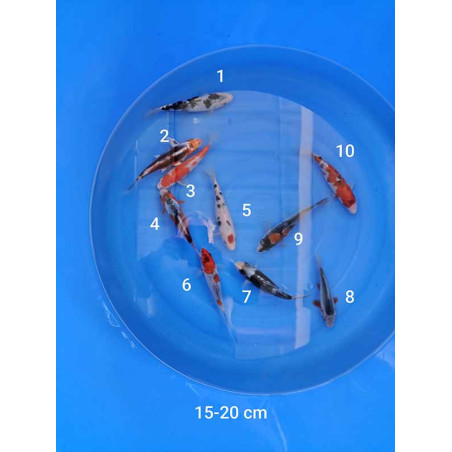 koi selection 15-20 cm