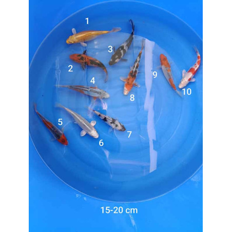 koi selection 15-20 cm