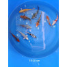 koi selection 15-20 cm