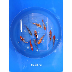 koi selection 15-20 cm