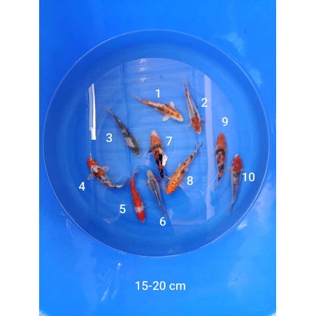 koi selection 15-20 cm