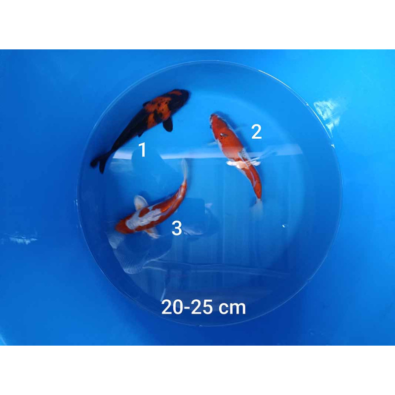 koi selection 20-25cm