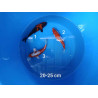 koi selection 20-25cm