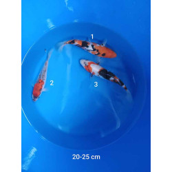 koi selection 20-25cm