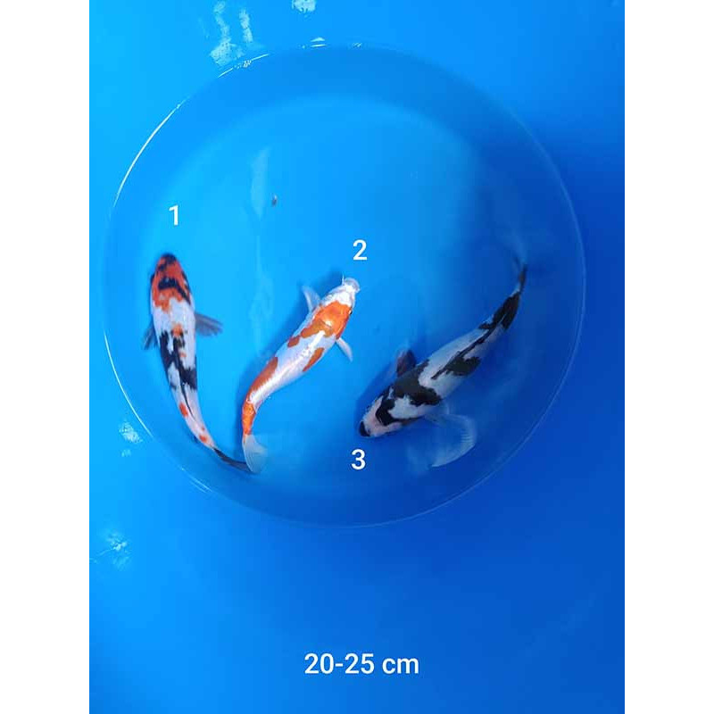 koi selection 20-25cm