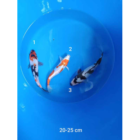 koi selection 20-25cm