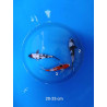 koi selection 20-25cm