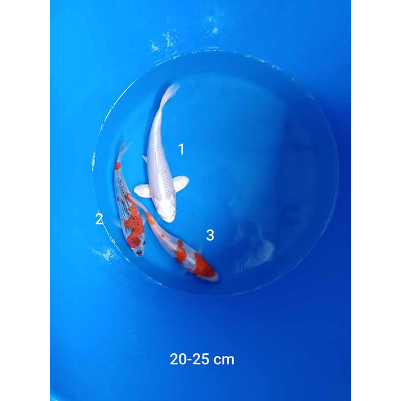 koi selection 20-25cm