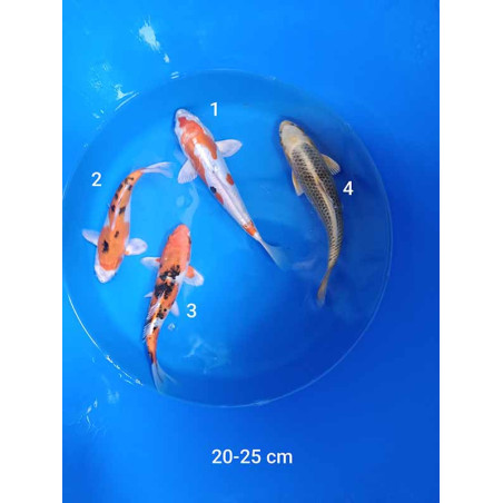 koi selection 20-25cm