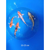 koi selection 20-25cm