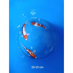 koi selection 20-25cm