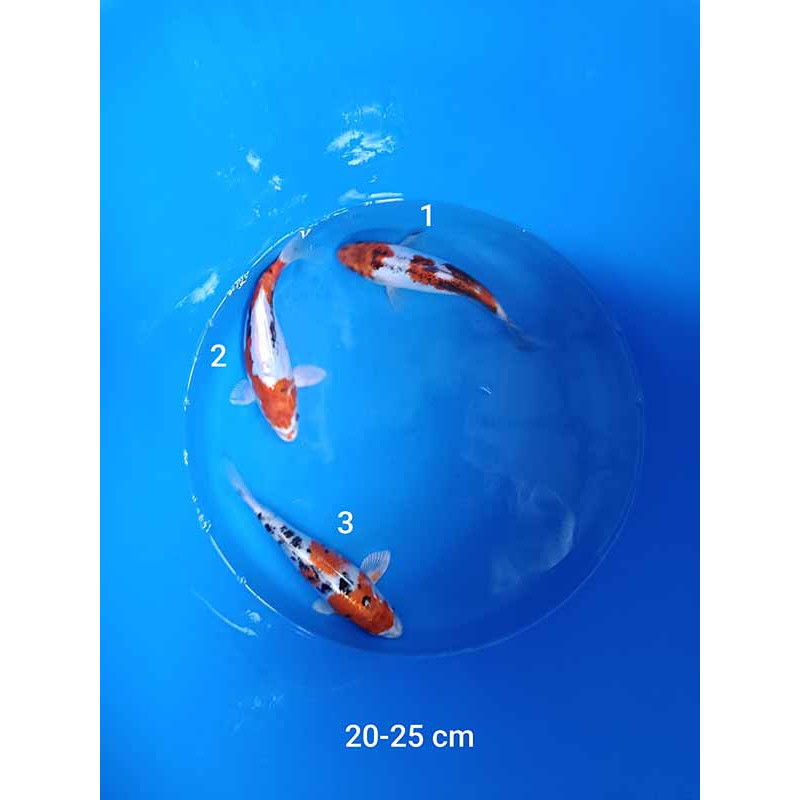 koi selection 20-25cm