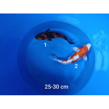 koi selection 25-30cm