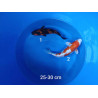 koi selection 25-30cm