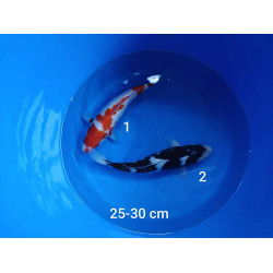 koi selection 25-30cm