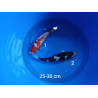 koi selection 25-30cm