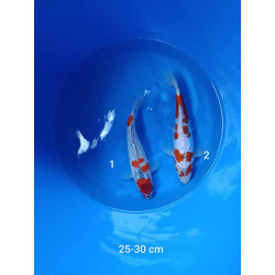 koi selection 25-30cm