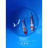 koi selection 25-30cm