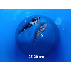 koi selection 25-30cm