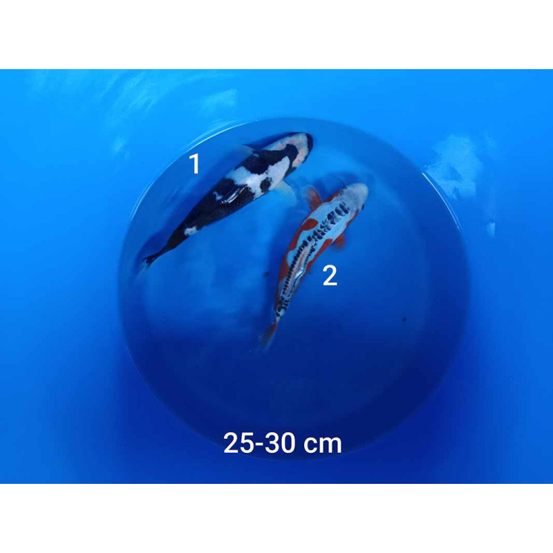 koi selection 25-30cm