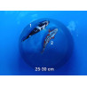 koi selection 25-30cm