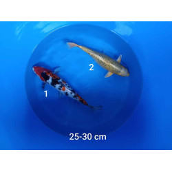 koi selection 25-30cm