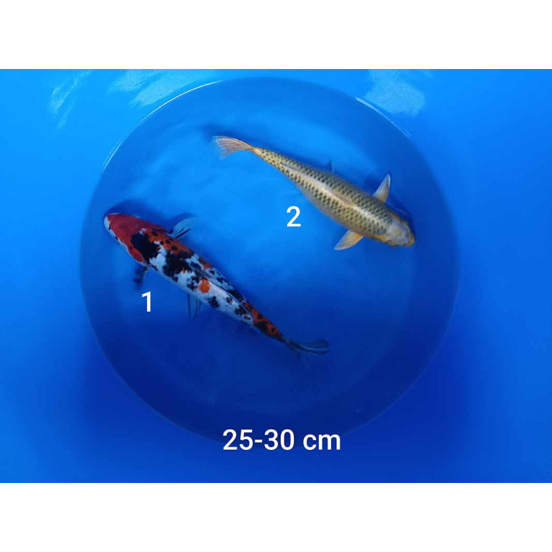 koi selection 25-30cm