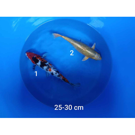 koi selection 25-30cm