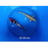 koi selection 25-30cm