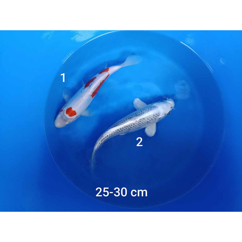 koi selection 25-30cm