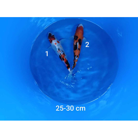 koi selection 25-30cm
