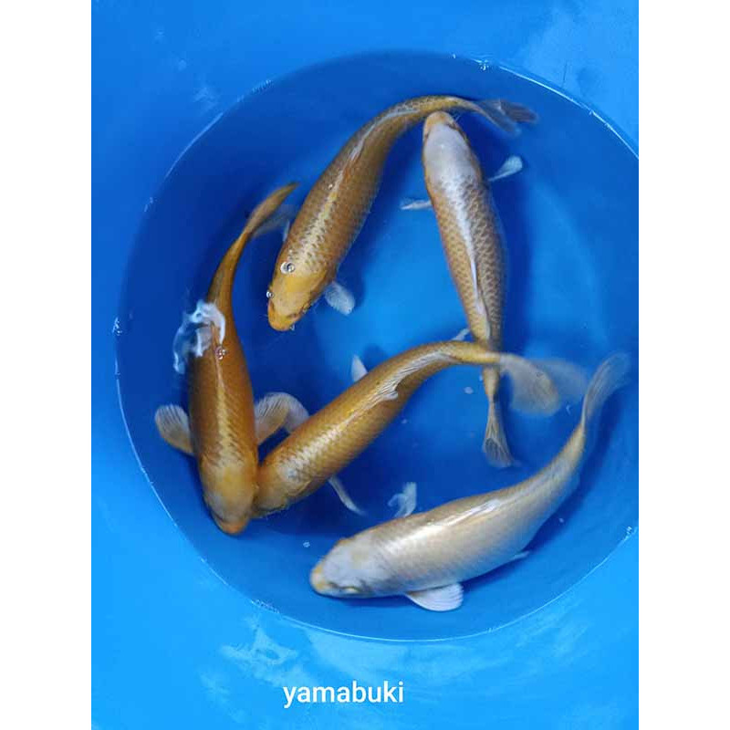 koi selection 40-45cm