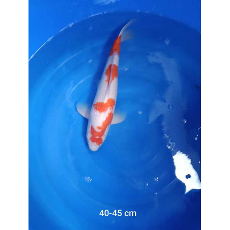 koi selection 40-45cm