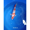 koi selection 40-45cm