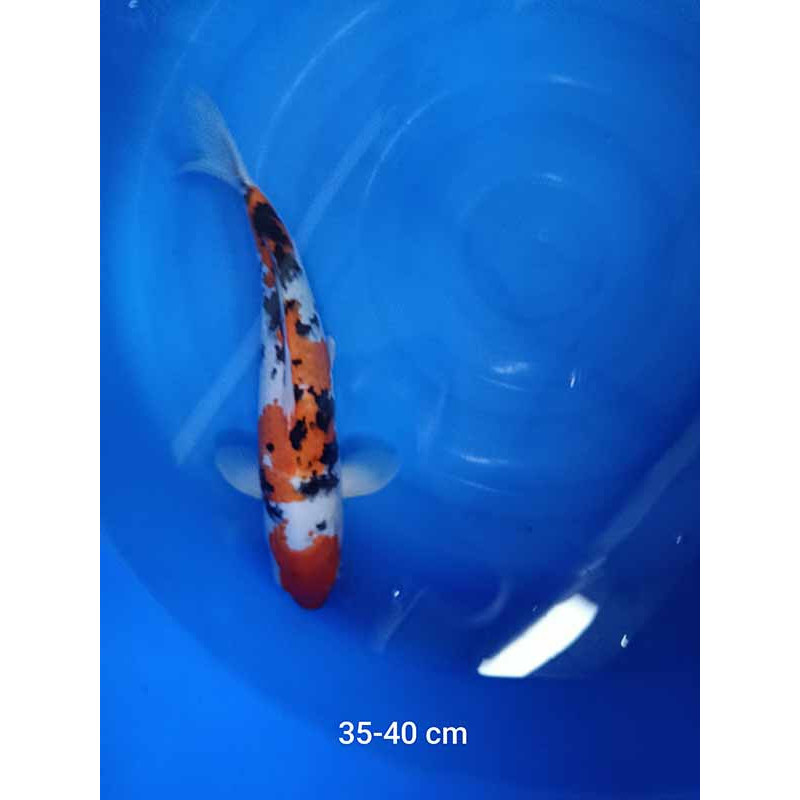 koi selection 35-40cm