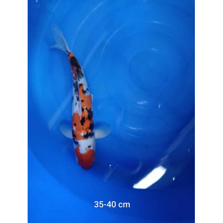 koi selection 35-40cm