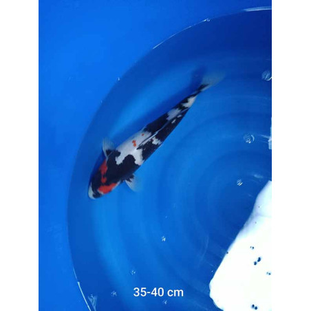 koi selection 35-40cm