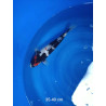 koi selection 35-40cm