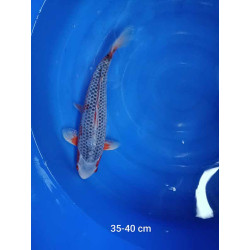 koi selection 35-40cm