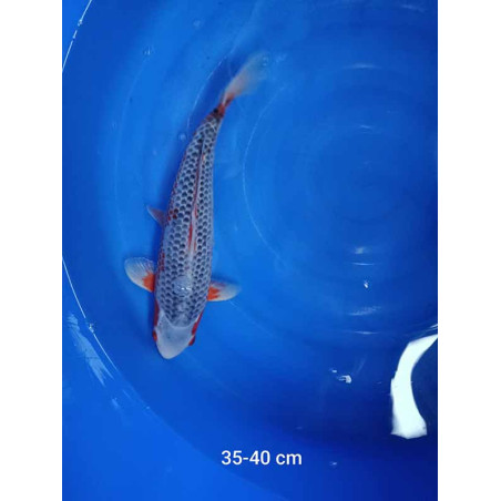 koi selection 35-40cm