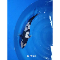 koi selection 35-40cm