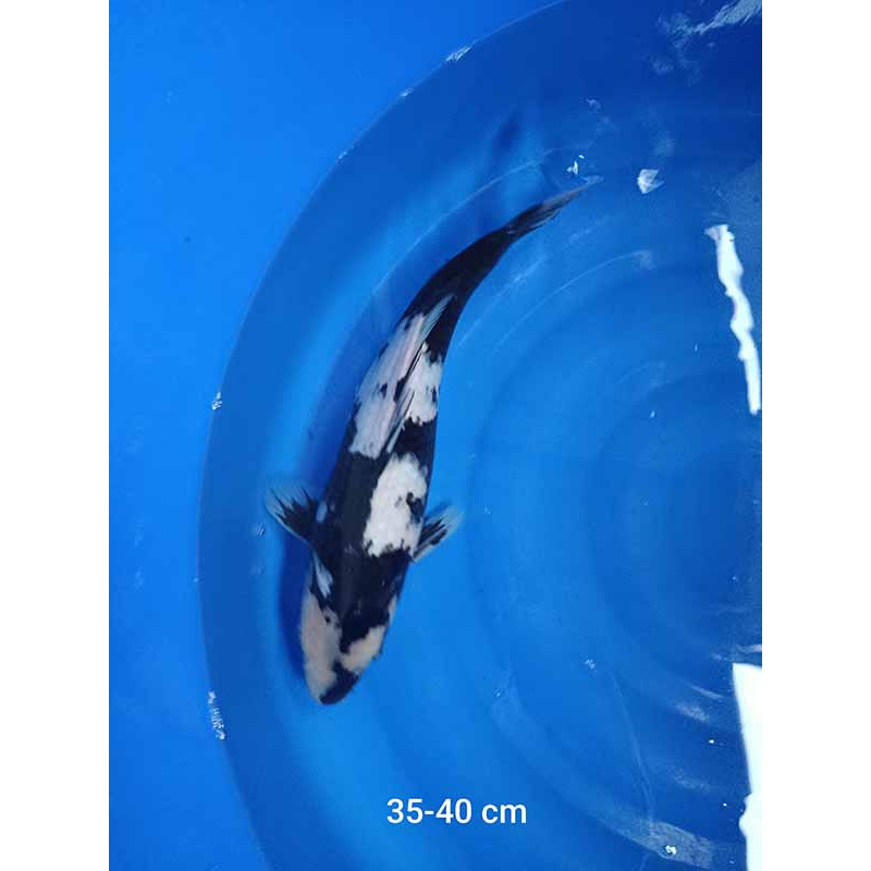 koi selection 35-40cm